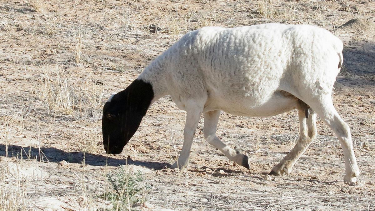 گوسفند نژاد ایرانی
