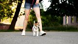 Tel Aviv in Israel is turning to tech to track down dog owners who leave their pet's waste on the city's pavements.