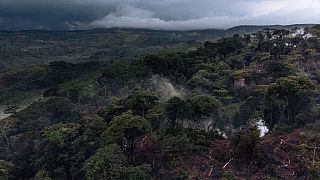 RDC : tollé autour de la levée du moratoire sur l'exploitation forestière