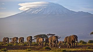 Elefántok a Kilimandzsáró lábánál