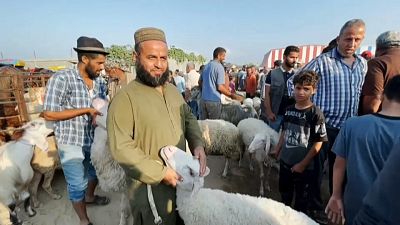 شاهد: الفلسطينيون في غزة يفدون على سوق المواشي، لشراء أضحية العيد