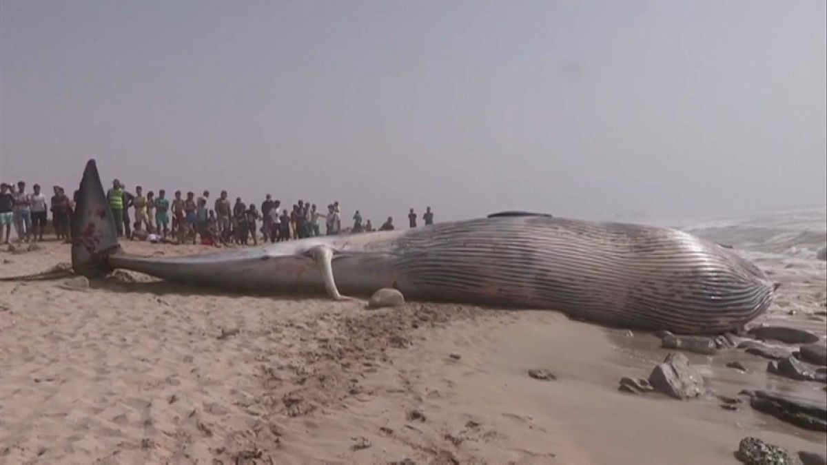 حوت ضخم نافق بطول يزيد عن ثمانية أمتار قذفته مياه البحر على سواحل المغرب. 