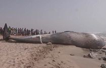 حوت ضخم نافق بطول يزيد عن ثمانية أمتار قذفته مياه البحر على سواحل المغرب.
