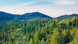 Madrid is building a huge urban forest in bid to combat climate change