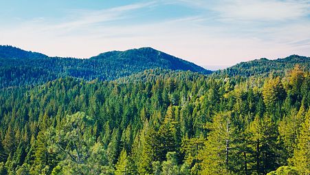 Madrid is building a huge urban forest in bid to combat climate change