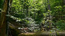 Δάσος της Βοσνίας υποψήφιο για προστασία από την UNESCO