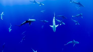 EU imports and exports account for 22 per cent of the worlds shark meat trade.