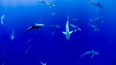 EU imports and exports account for 22 per cent of the worlds shark meat trade. EU imports and exports account for 22 per cent of the worlds shark meat trade.