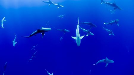EU imports and exports account for 22 per cent of the worlds shark meat trade.