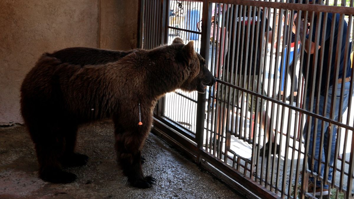 أحد الدبين داخل قفص في حديقة الحيوانات قرب مدينة صور الجنوبية، لبنان 18 يوليو 2021