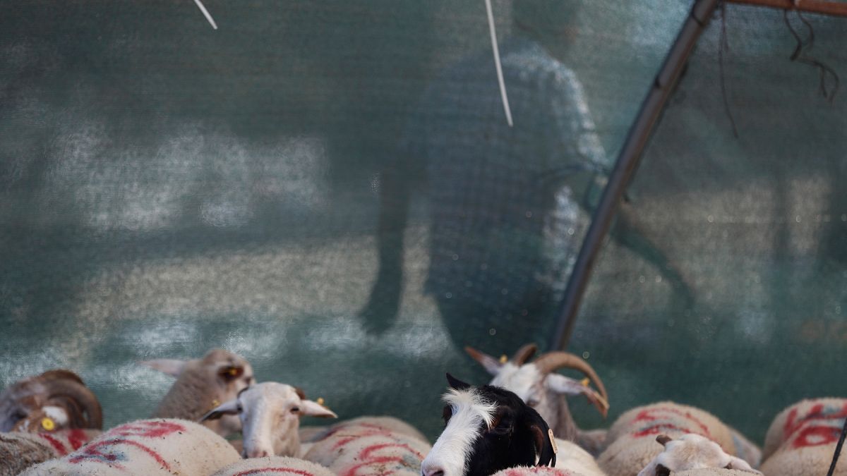 İstanbul'da bir kurbanlık koyun pazarı