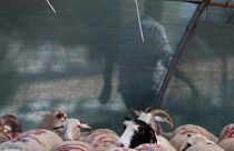 İstanbul'da bir kurbanlık koyun pazarı