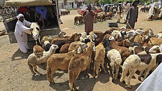 Sahel : l'insécurité menace le commerce de moutons