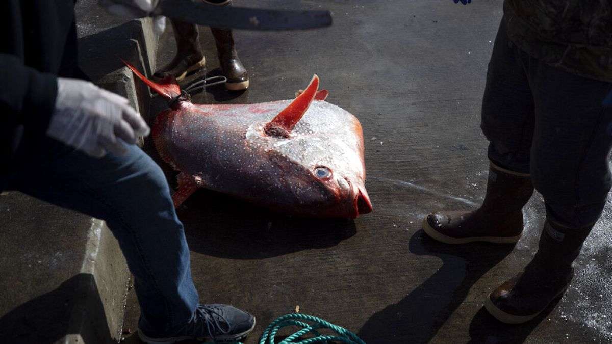 Parlak kral balığı, ay ışığı isimleriyle de anılan nadir görülen opah balığı.