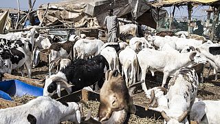 Eid al-Adha celebration casts light on endangered sheep trade in the sahel