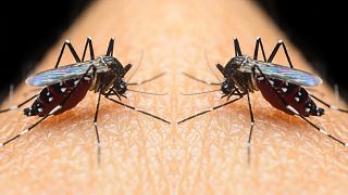 Asian tiger mosquitoes ready to feast on human blood.