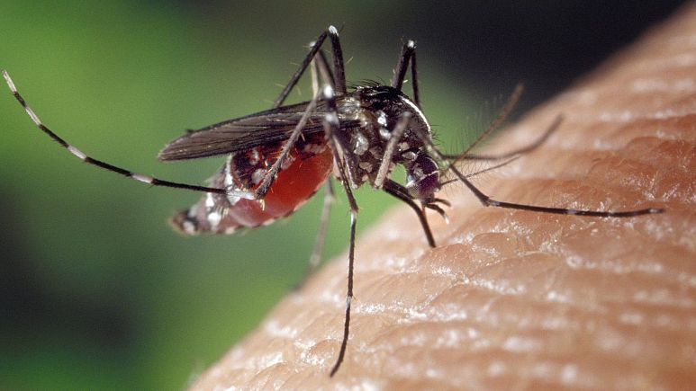 Disease-carrying mosquitoes are spreading through Europe 