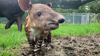 Endangered Baird’s Tapir Born at Audubon Zoo