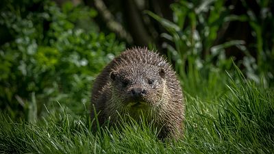 These elusive creatures are making a comeback in Europe but their future is still uncertain. These elusive creatures are making a comeback in Europe but their future is still uncertain.