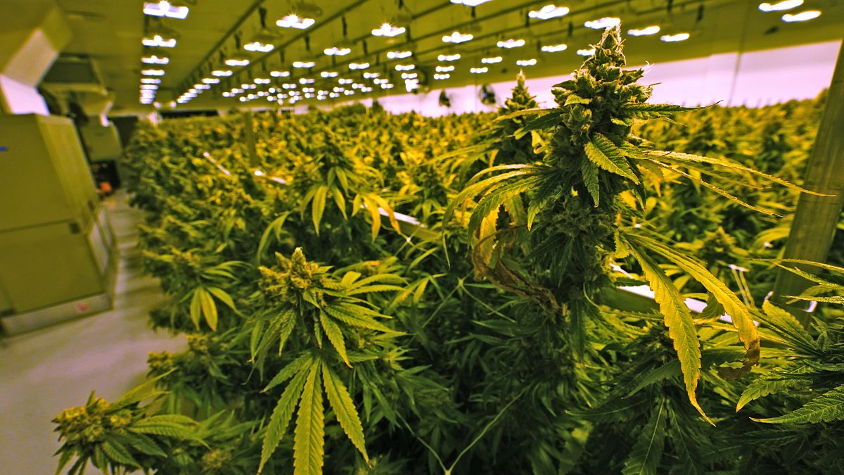 17 giugno 2021: piante di cannabis poco prima di essere raccolte in una stanza di coltivazione presso la struttura Greenleaf Medical Cannabis a Richmond, in Virginia