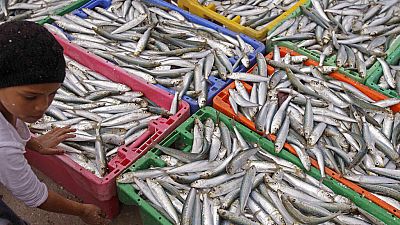 فيديو | سباق محموم على ولائم من ملايين أسماك السردين في المحيط الهندي