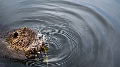 Beavers are making homes for themselves in the UK for the first time in over 400 years