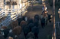 A partir de enero la campana de la subasta de ganado sonará a sesenta kilómetros de Liniers