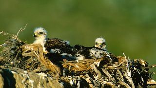 The tiny birds jumped from heights of up to 60 feet to escape Oregon's heatwave