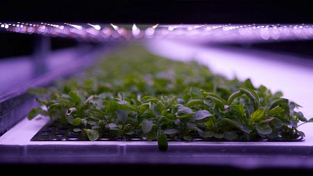 Plants cultivated at the vertical plant farm 'Nordic Harvest' based in Taastrup, a suburb west of Copenhagen.