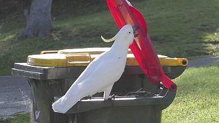 طيور الكوكاتو في سيدني تتعلم فتح أغطية مستوعبات القمامة