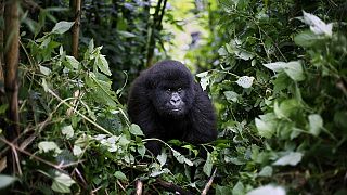 Congolese park taken off endangered list - UNESCO