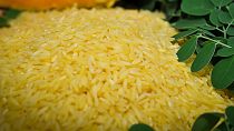Filipinler'de üretilen altın pirinç türü, genetiği değiştirilmiş olduğu için bazı çevrelerce tepkiyle karşılanıyor.