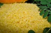 Filipinler'de üretilen altın pirinç türü, genetiği değiştirilmiş olduğu için bazı çevrelerce tepkiyle karşılanıyor.