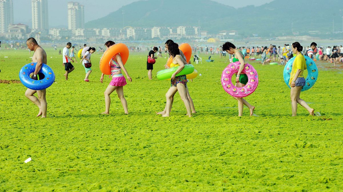 Çin'in Shandong eyaletine bağlı Qingdao'da deniz yosunu ile kaplı bir plajda yürüyen vatandaşlar