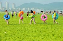 Çin'in Shandong eyaletine bağlı Qingdao'da deniz yosunu ile kaplı bir plajda yürüyen vatandaşlar