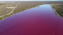 Hulladéktól borult rózsaszínbe a Corfo lagúna Dél-Argentínában