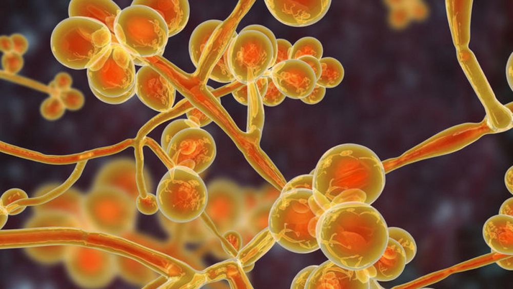 ABD'de yayılan, ilaçlara dirençli 'Candida auris' mantar hastalığı nedir? |  Euronews