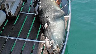 Kostis, a Mediterranean Monk Seal was killed last week off the coast of Alonissos
