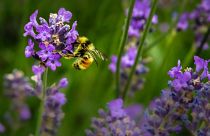 Increase native pollinating insect populations by planting wildflowers in your garden. 