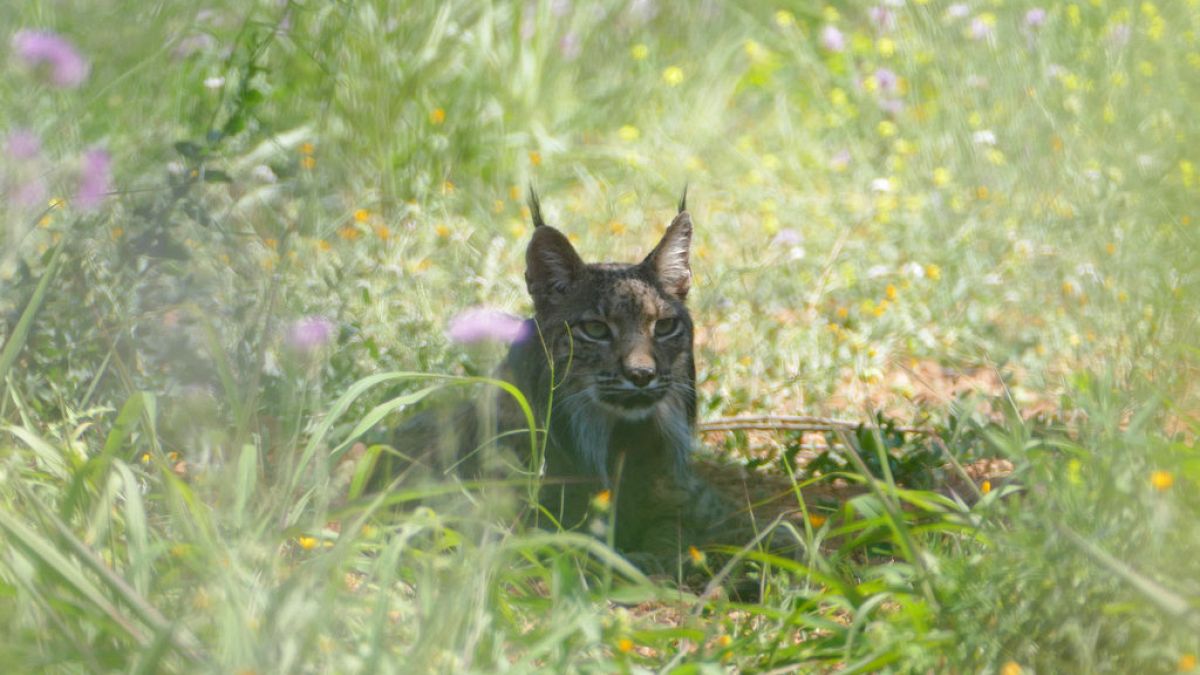 Lynx sauvage photographié en Catalogne, aux abord de Barcelone