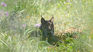 Lynx sauvage photographié en Catalogne, aux abord de Barcelone