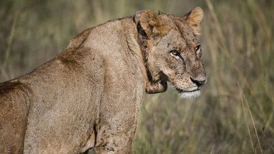 Kenya: panic as lion strays outside Nairobi National Park for a few hours
