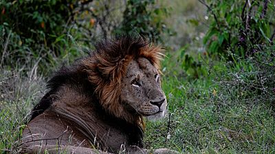 Kenya : un lion échappé du parc national de Nairobi sème la panique