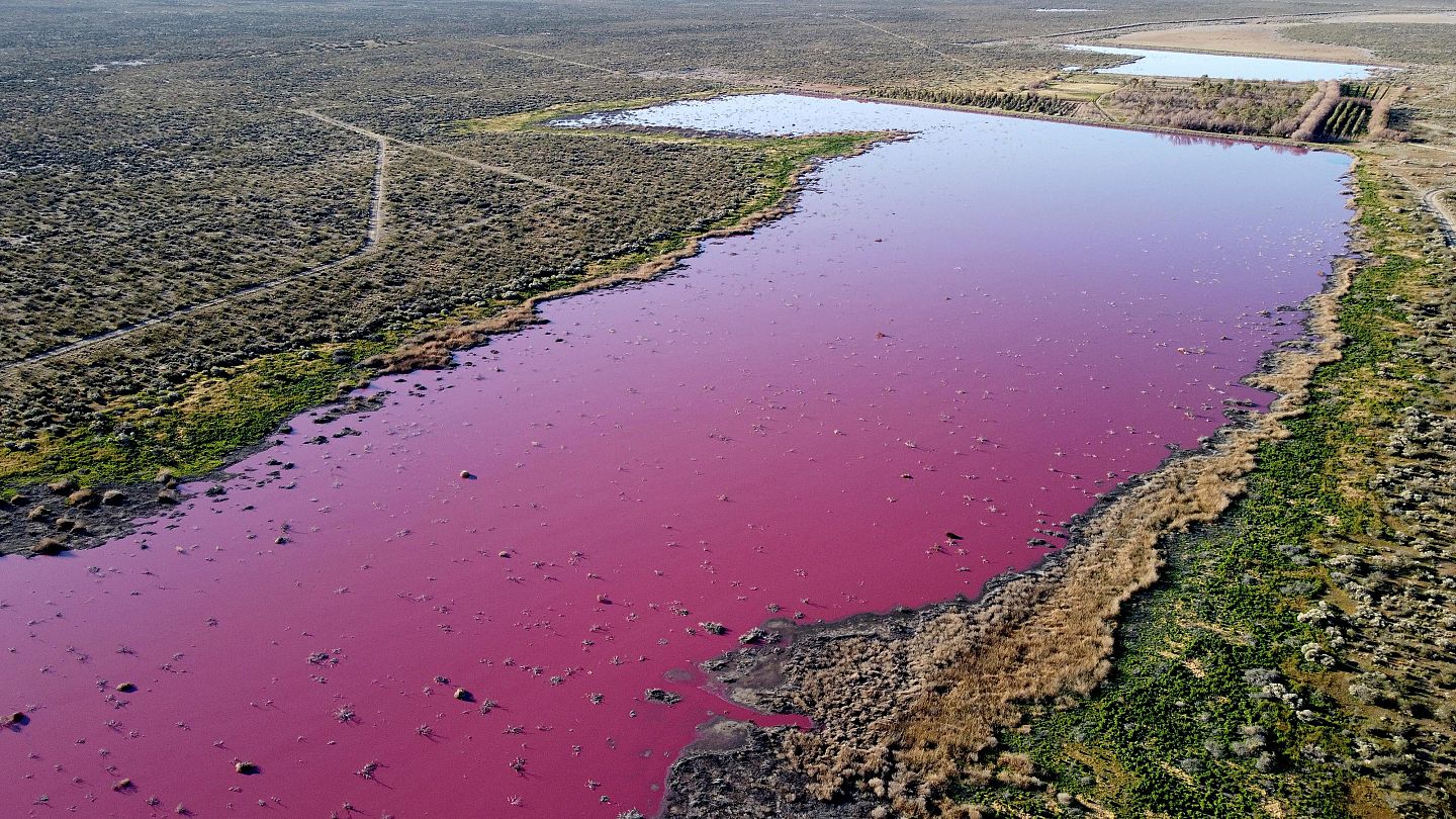 Watch: Lagoon turns shocking pink and fish farming may be to blame