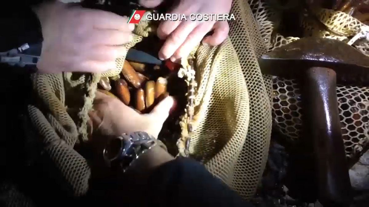Criminal gangs are harvesting date mussels