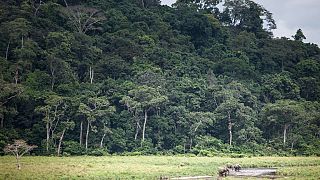 Gabon's Ivindo park given World Heritage status by UNESCO