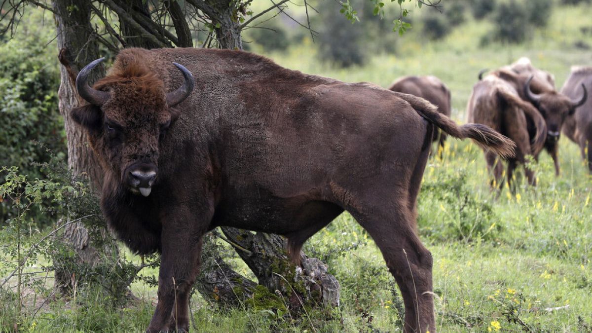 Un bison dans un sanctuaire faunique de Milovice, en république Tchèque. Les bisons sont passés en 2021 du statut de "vulnérable" à "quasi menacée" pour l'IUCN