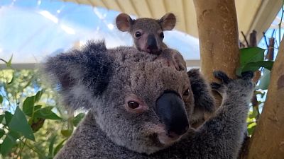 В Сиднейском зоопарке родился коалёнок