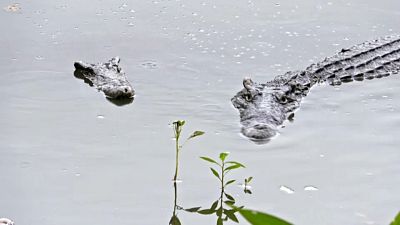 Dos cocodrilos autóctonos cubanos observan desde el agua