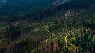 A scene of deforestation in Poland